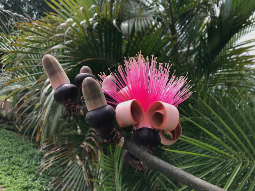 Francisca Vasconcellos