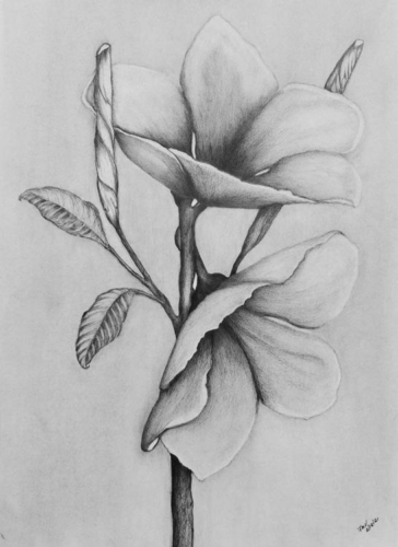 Francisca Vasconcellos 